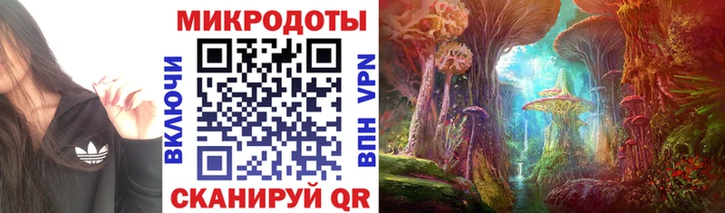 Купить  Новотитаровская  Псилоцибиновые грибы Cubensis 